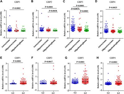 The Prognostic and Immunological Value of Guanylate-Binding Proteins in Lower-Grade Glioma: Potential Markers or Not?